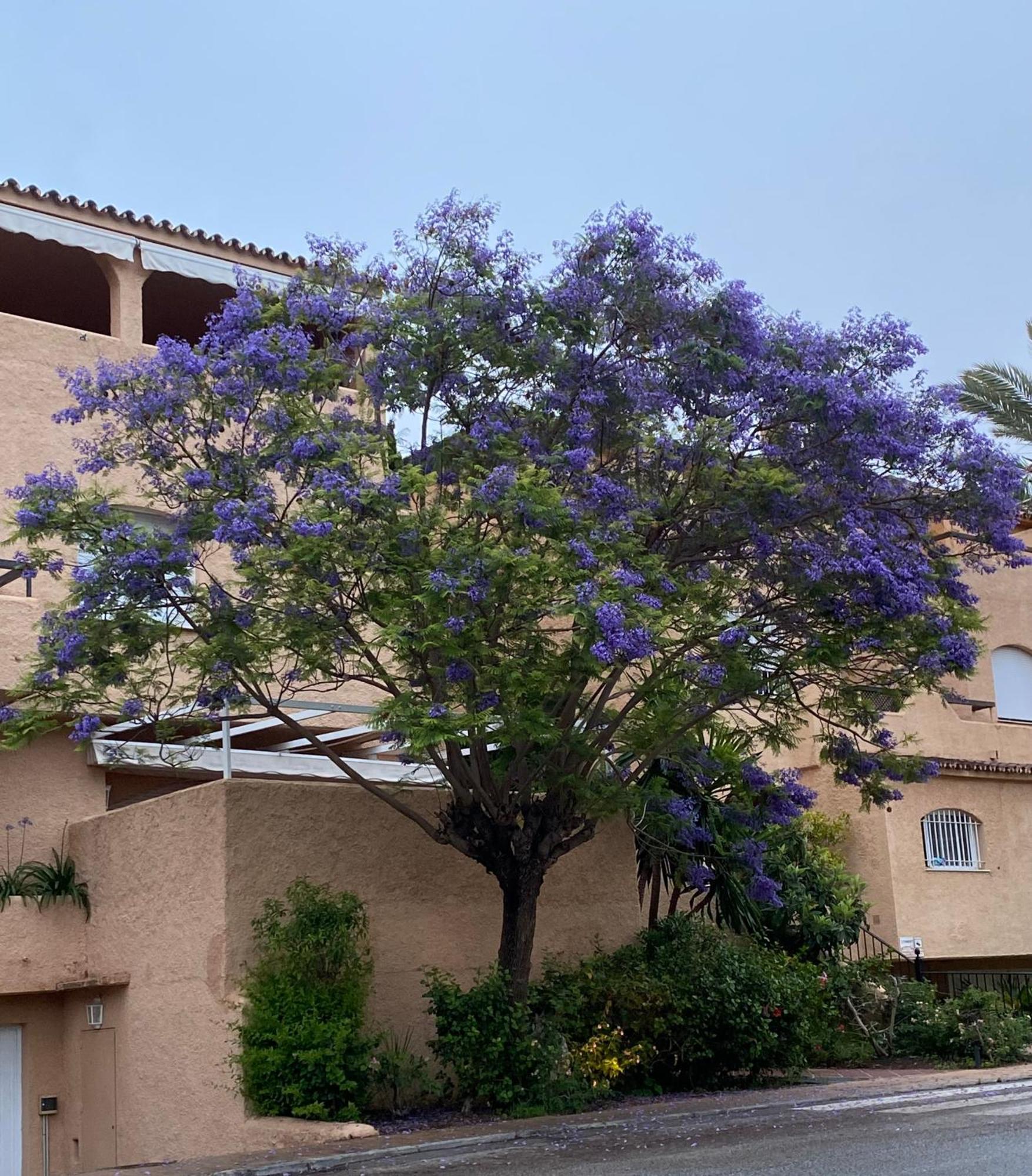 Apartamento Hacienda El Palmeral Puerto Banus Marbella Zewnętrze zdjęcie